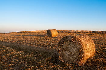 fieno, balle, i campi, agricoltura, nazione, rurale, raccolta