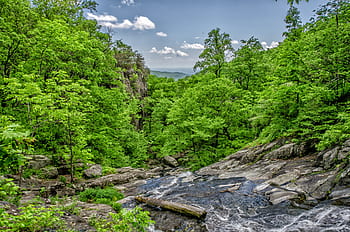 sky, blue, clouds, water, trees, leaves, green, branches, logs, stream, vibrant