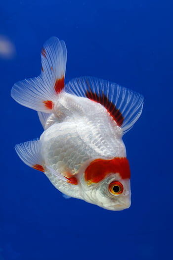 Fisch, Goldfisch, rot, Aquarium, Blau, Wasser, schwimmen, Flosse
