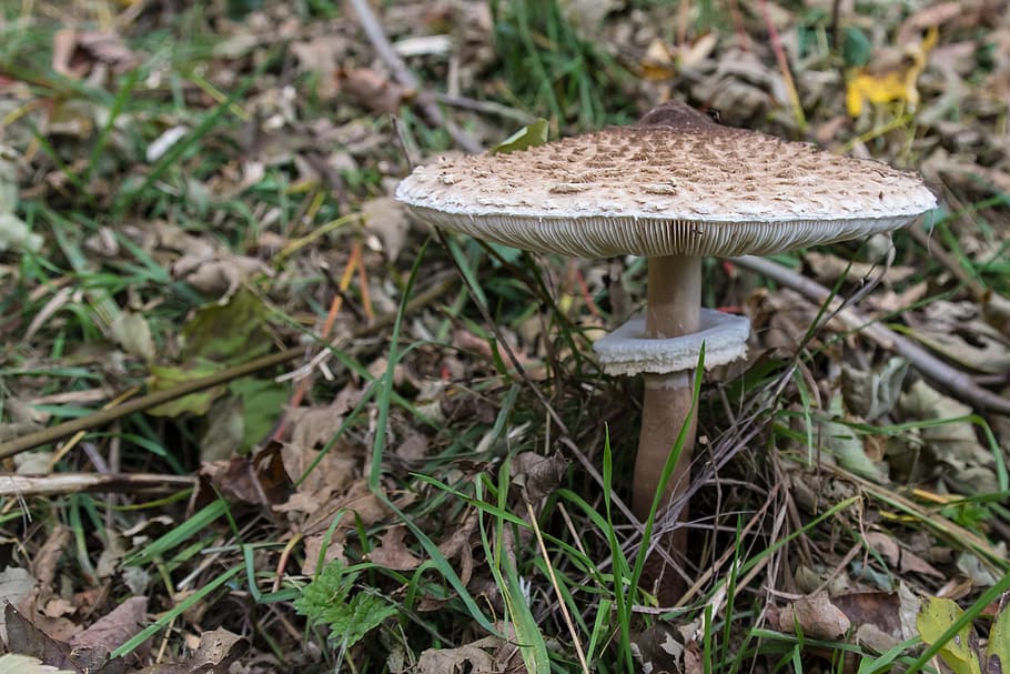 houba, boletes, prsten, obří obrazovka houba, obří schirmling, slunečník, houbaření, les, Příroda, sběratel hub, čepice