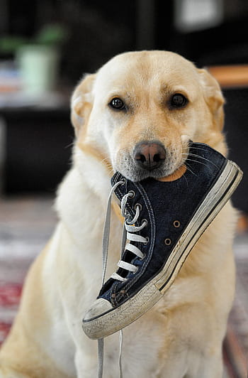 yellow labrador retriever, dog, labrador, animal, lola, shoe, canidae