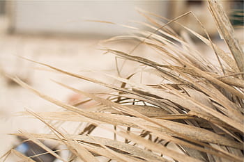 rostlin, sušené rostliny, přírodní textury, detailní fotografie, Organické materiály, rustikální dekor, sušené trávy, přírodní prvky, Botanické detaily, zemité tóny, dekorativní rostliny