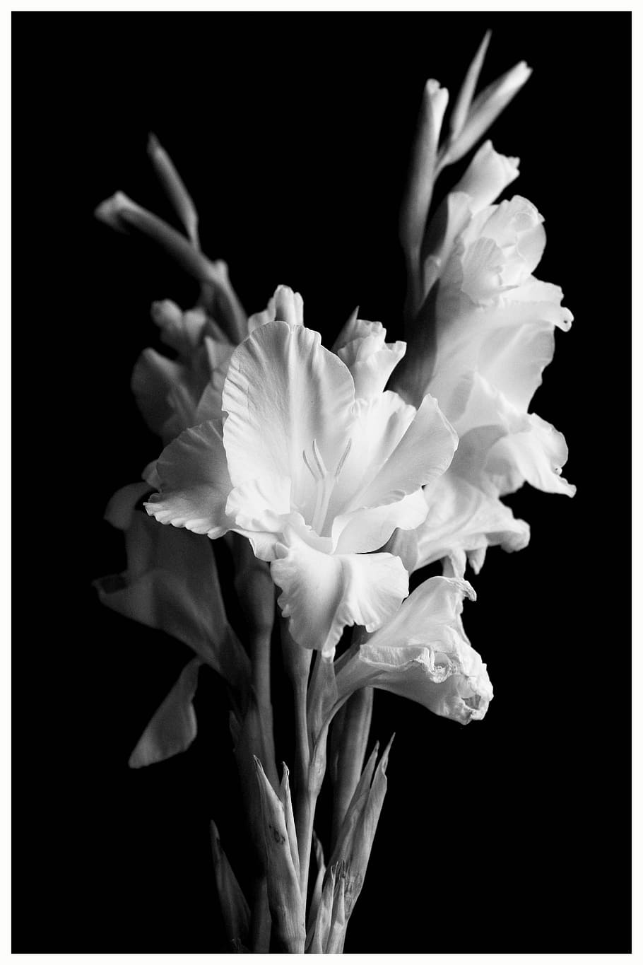 Gladiolus, Flower, Black, White, Nature, black, white, bouquet, floral, gladioli, botany, black and white