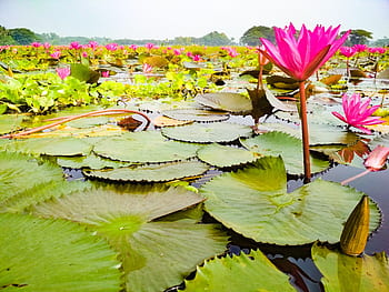 ดอกบัว, Barisal, ประเทศบังคลาเทศ, ทะเลสาป, สวย, ธรรมชาติ