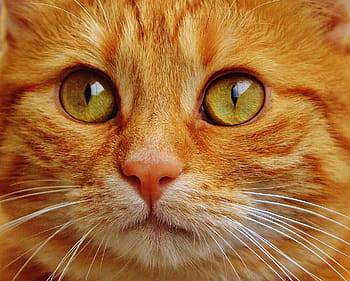 macro shot, orange, tabby, cat, red, cute, mackerel, tiger, sweet, cuddly, animal