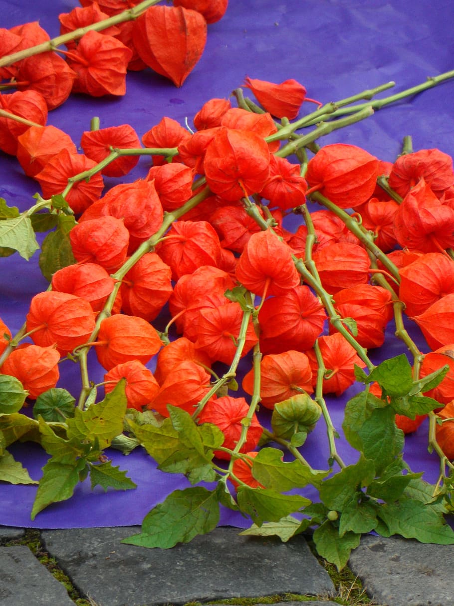 lampionblumen, trh, physalis alkekengi, třešeň močového měchýře, okrasné rostliny, nachtschattengewächs, lampionblume, Jasný, oranžový, podzim