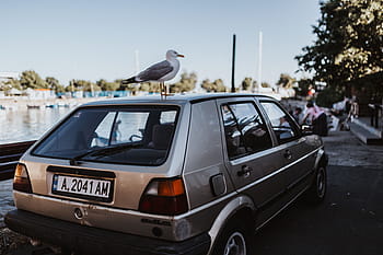 車の屋根、 カモメ、 車、 屋根、 屋外、 鳥、 水、 1匹の動物、 動物のテーマ、 日、 動物の野生動物
