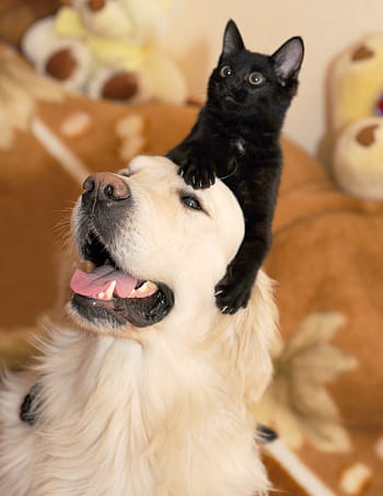 hund, venner, retriever