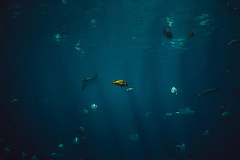 分類された魚の水中、 魚、 水生、 動物、 海、 水中、 青、 水、 水泳、 動物のテーマ、 海の生物