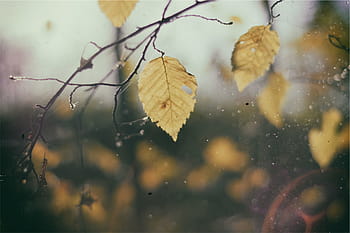 gule bladede træ, Brun, blad, tæt på, fotografering, dagtimerne, blade, grene, natur, ingen mennesker, dag