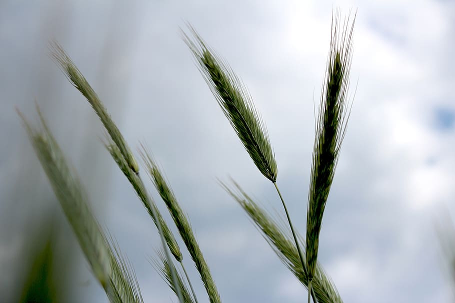 grass, sky, colo, nature, cane, in the summer time, countryside, outdoors, plant, clouds, summer day