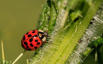 slunéčko sedmitečné, zelená, rostlina, asijské ladybug, hodně barev, harlequin-beruška, harmonie axyridis, coccinellidae, biologické kontroly škůdců, chlupatý, bodlák
