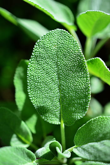 closeup, green, leafed, plant, sage, herbs, culinary herbs, medicinal plant, kitchen spice, bless you, tea herbs