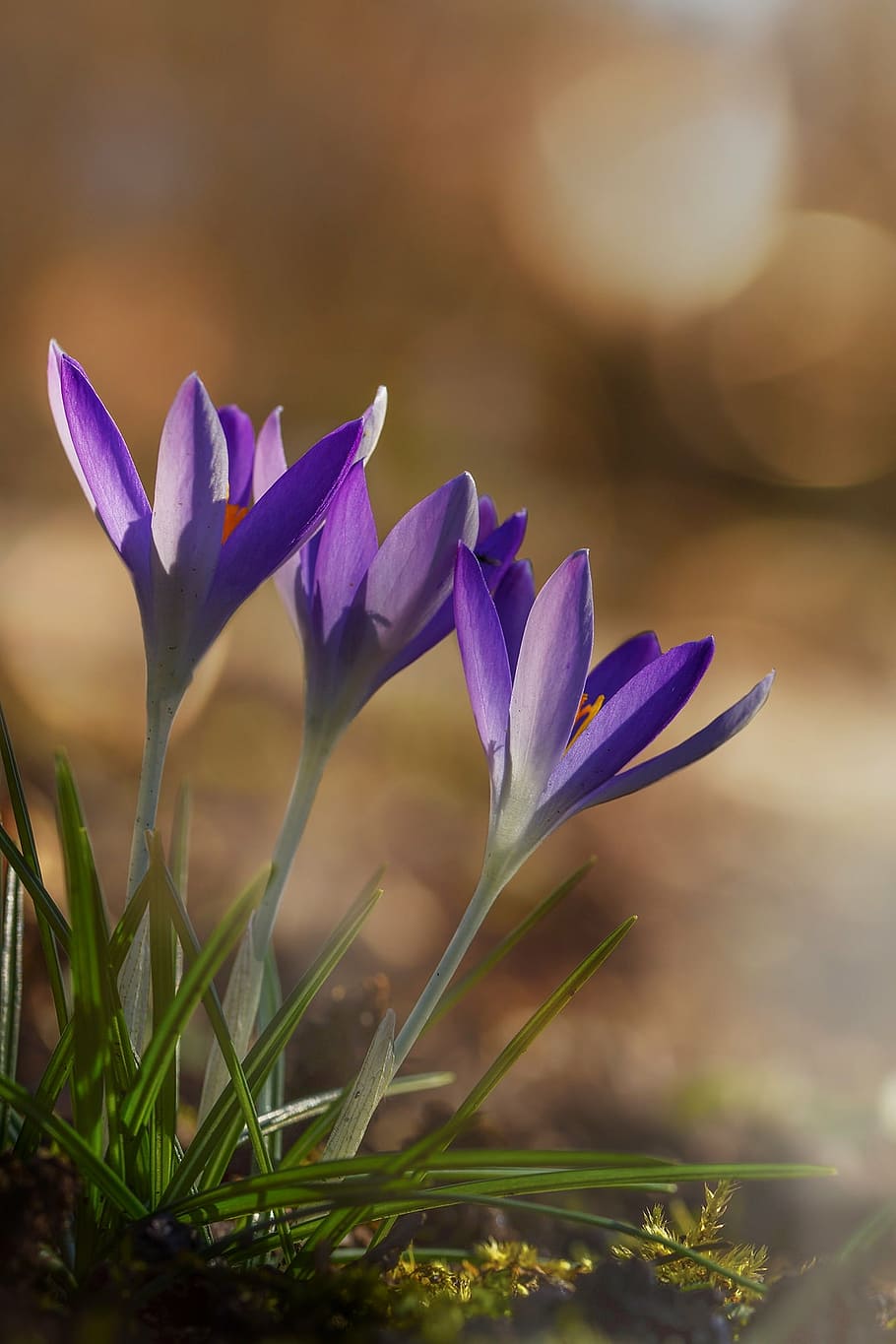 zavřít, fotografování, tři, nachový, květy okvětní lístky, krokus, jaro, květ, jarní květina, Příroda, jarní šafrán