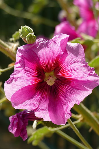 hollyhock, alcea rosea, malvaceae, růže, květ, rostlina, flóra, srdce, palička, pyl, propagace