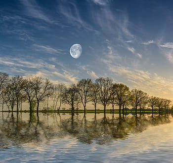 trees, lake, reflection, water, nature, summer, tree, calm, take it easy, the moon, sky