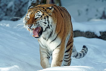 siberian tiger, walking, snow, tiger, amurtiger, predator, cat, carnivores, dangerous, siberian, winter