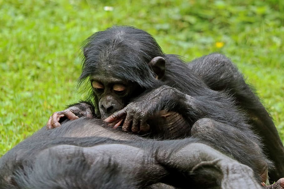 Bonobo, Kera, Primata, Hewan, fotografi satwa liar, kebun binatang, mamalia, monyet, margasatwa, alam, simpanse