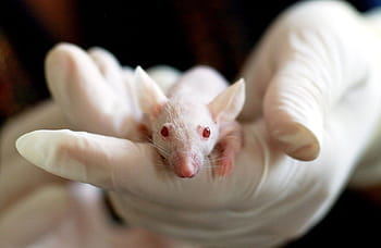 person holding rat, animal, mouse, experiment, laboratory, hand, cute, medical, researcher, researching, medicine