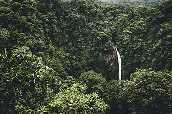 waterfalls, surrounded, trees, daytime, forest, nature, plants, green, outdoor, tree, tropical Rainforest