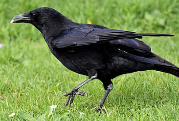 crow on grass, crow, raven bird, raven, black, nature, bill, carrion crows, common raven, animal, birds