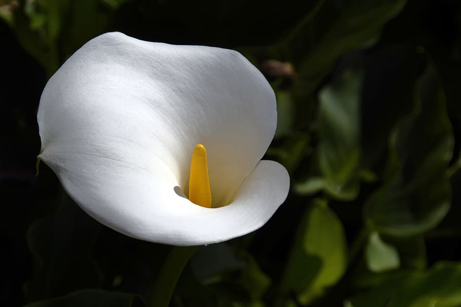 ใกล้ชิด, การถ่ายภาพ, ดอกไม้ Calla Lily, ภาพถ่ายระยะใกล้, ลิลลี่คาลล่า, ดอกไม้ลิลลี่, Calla, ดอกไม้, ขาว, การไว้ทุกข์, ดอกไม้แห่งการไว้ทุกข์