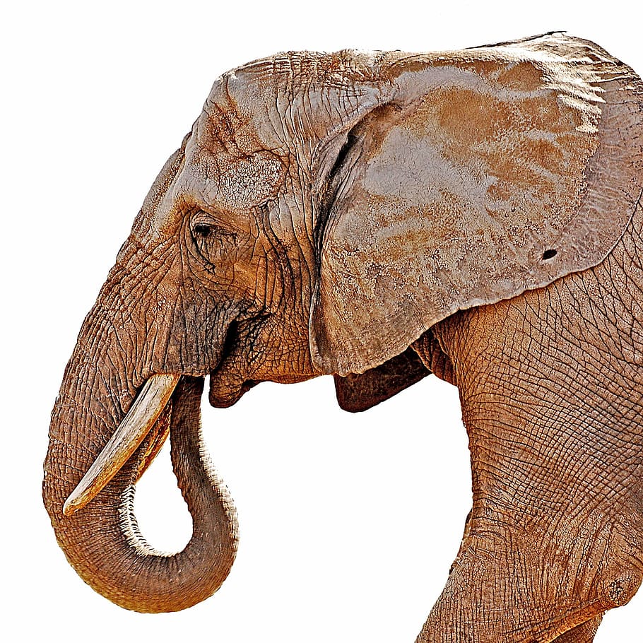 slon, pachyderm, savec, zvíře, ohroženy, kel, slonová kost, kufr, Příroda, volně žijících živočichů, portrét