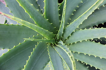 avvicinamento, foto, verde, foglia di aghi, Aloe Vera, succulento, cactus, botanica, cura della pelle, pianta, foglia