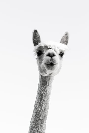 fotografie ve stupních šedi, lama, ve stupních šedi, fotografie, alpaka, dlouhý krk, zvědavý, Černá bílá, zemědělství, fleece, vlna