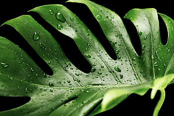 green, wet, monstera, plant, tropical, dew, dewdrop, raindrop, leaf, droplets, nature