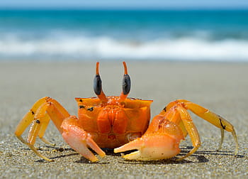 brown, black, crab, sand, crustacean, sea, beach, claw, ocean, seafood, costa