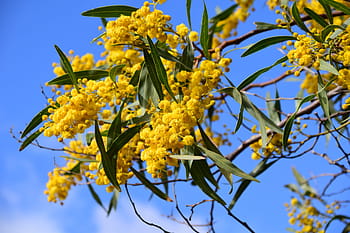 Silver Wattle, Acacia Dealbata, improper mimosa, mimosa, acacia, tree, sky, flowers, yellow, flowering acacia, flowering silver wattle