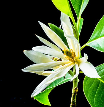 michelia champaca, fiorire, fioritura, bianca, giallo, ramo, le foglie, magnolia champaca, albero del profumo di gioia, Champaka, champak