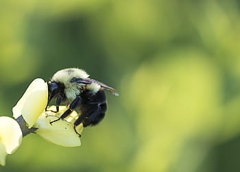 ape, primavera, fiore, polline, natura, all'aperto, biologico, naturale, Ali, alveare, giardino