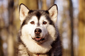 yetişkin alaskan malamute fotoğraf, gündüz, boğuk, kızak köpekleri, Adamczak