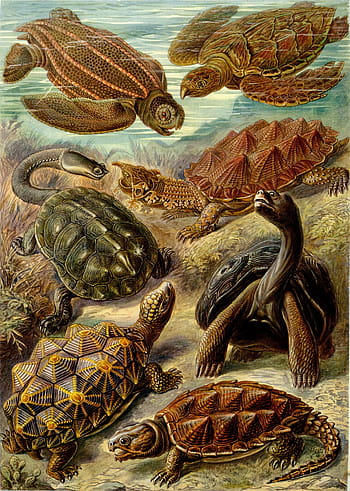 malba želv, lapal po dechu, želvy, kožená mořská želva, okrajové želvy, hawksbill želva, galápagos obří želva, haeckel chelonia, meeresbewohner, plaz, chelonie