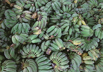 green banana lot, green, yellow, unripe, banana, s, plantains, bananas, fruits, food, healthy