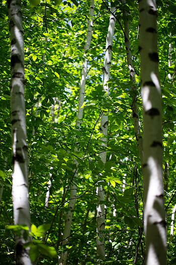 koivu, Puut, kesä, kevät, metsä, lehdet, kasvu, vihreä, valkoinen, haukkua, luonto