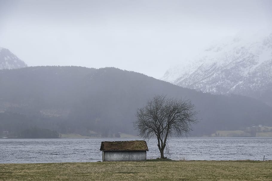 bílý, hnědý, dřevěný, Dům, holý, strom, stodola, mlha, jezero, krajina, hora