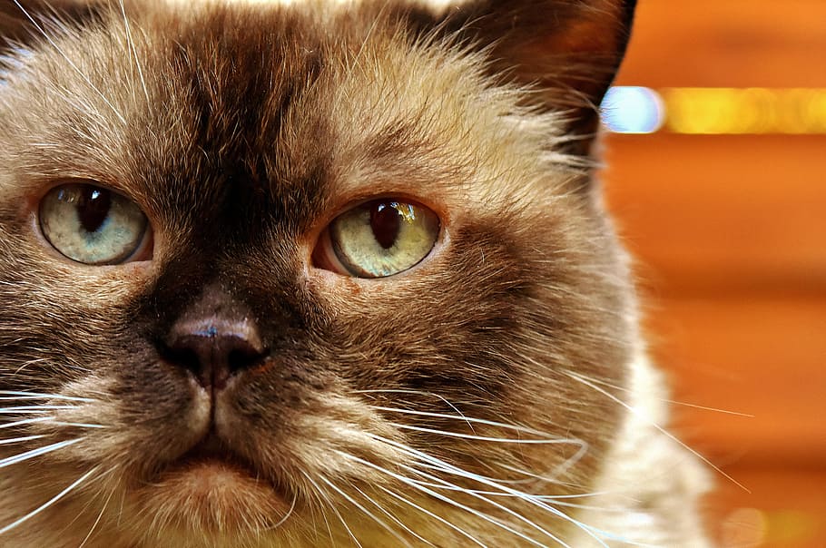 shorthair britannico, cat, mondo animale, shorthair britannico, gatto, mieze, gatto domestico, pelliccia, animale, animale domestico, purosangue, gatto british shorthair