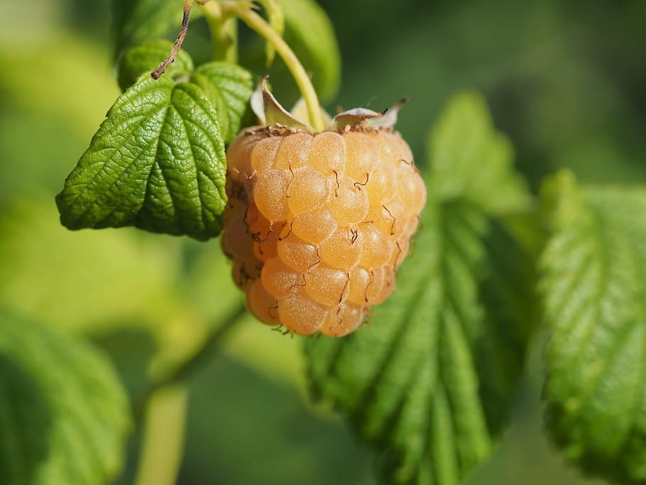raspberry, macro, fetus