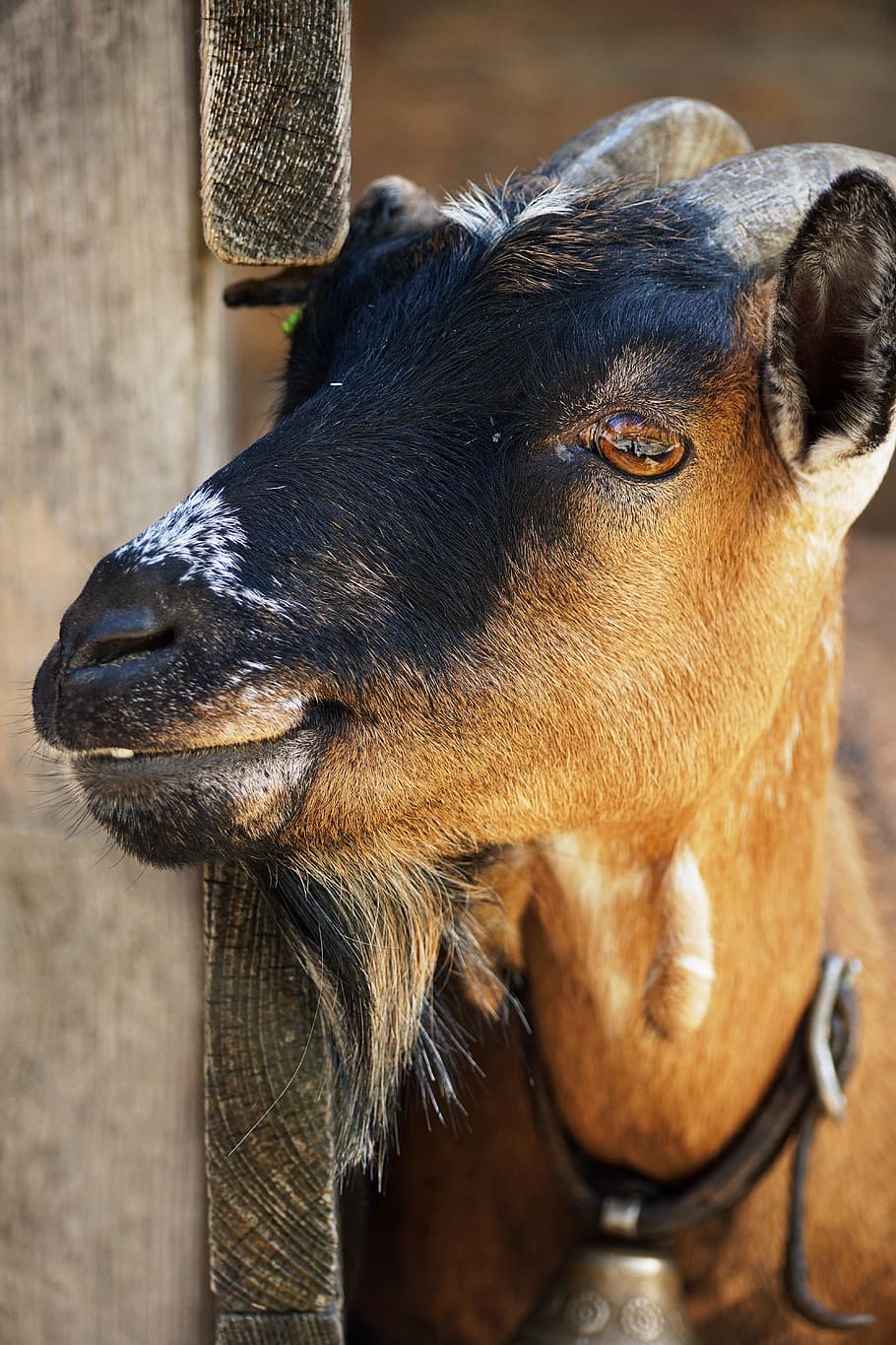 billy goat, goat, horns, livestock, animal, domestic goat, horned, goatee, creature, wildlife photography, curiosity