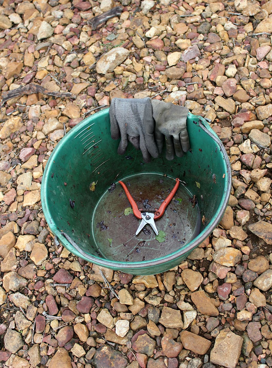 bucket, grape, harvest