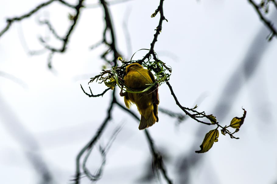 weaver, bird, building, nest, grass, tree, nature, amazing, male, sky, branches