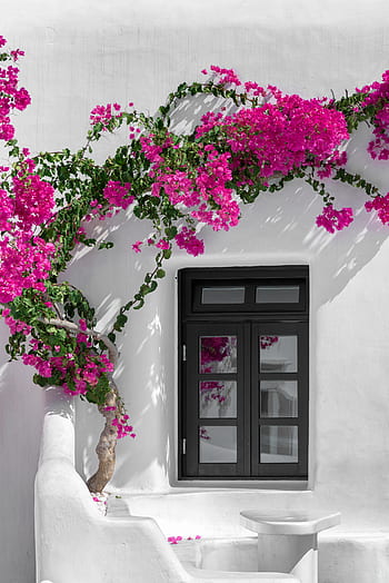 vacation, resort, window, travel, simple, minimal, exterior, pretty, elegant, flowers, summer