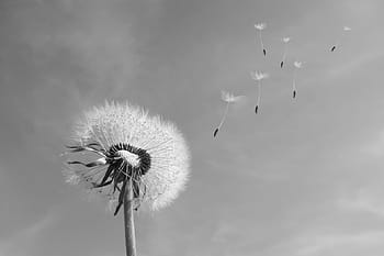 dandelion grayscale photography, dandelion, wind, blown, seeds, common flight, sky, flowers, black, white, macro