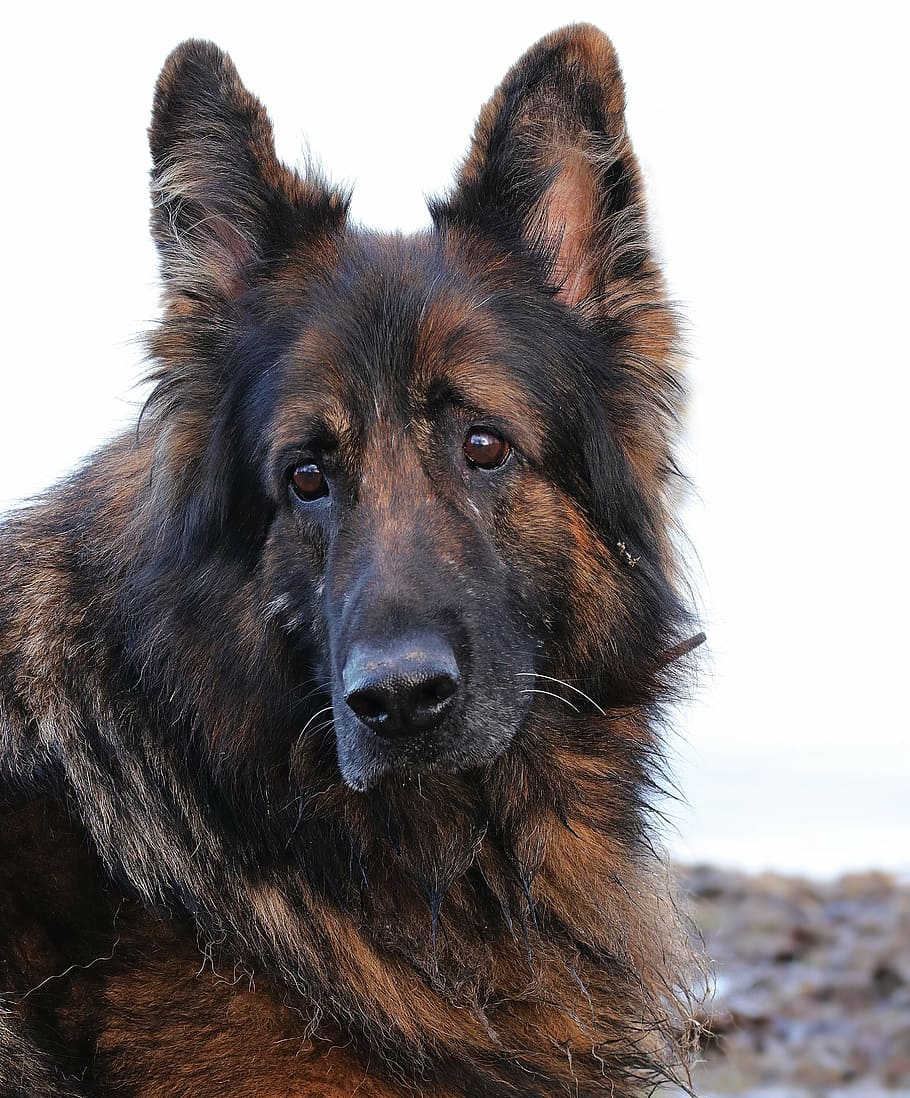 king shepherd, dog, schäfer dog, animal, old german shepherd dog, german shepherd, pet, sit, winter, view, animal portrait
