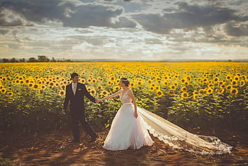 bride, groom, walking, sunflower field, daytime, woman, white, wedding, gown, man, black