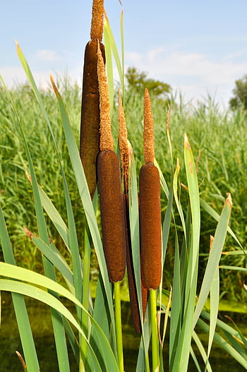 broadleaf cattail, typha latifolia, lampenputzer, schlotfeger, pompesel, schmackadutsche, fuck club, kanonenputzer, tube piston greenhouse