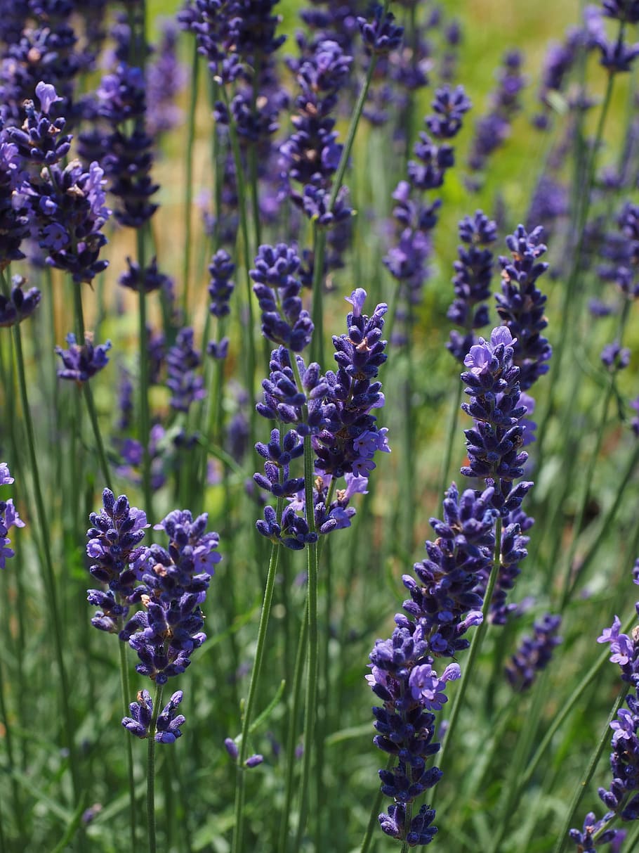lavender, flowers, flower, purple, violet, plant, blooming lavender, lavender flowers, bloom, garden lavender, true lavender